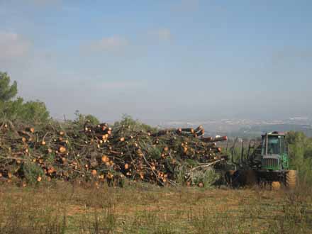 Desembosc i apilatge dels arbres aclarits. Febrer 2010