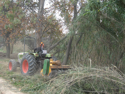 Treballs d’eliminació de canya amb tractor i desbrossadora. Novembre 2009