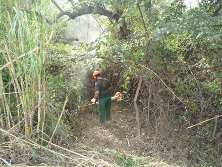 Treballs d’eliminació manual de canya amb motodesbrossadora. Novembre 2009