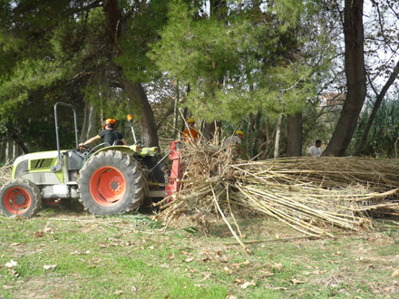 Extracció de canya de la llera del riu amb mitjans mecànics. Novembre 2009