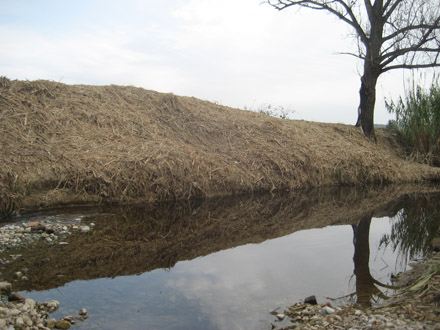 Aspecte d’un tram de riu on s’ha eliminat la canya i en el que falta la reforestació amb espècies pròpies d’aquest ambient. Novembre 2009