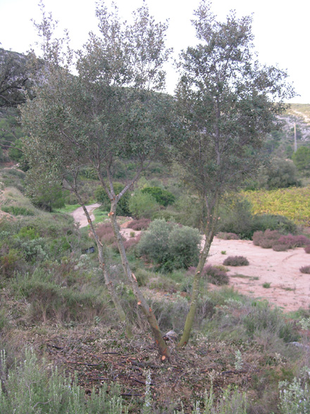 Realització de la selecció de tanys en zones amb regeneració natural d’alzina. Octubre 2008