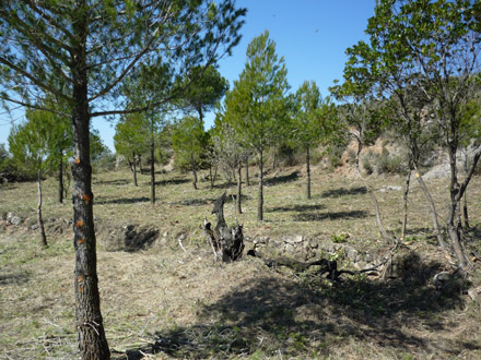 Aclarida i estassada en zona d’antigues terrasses de conreu. Març 2009