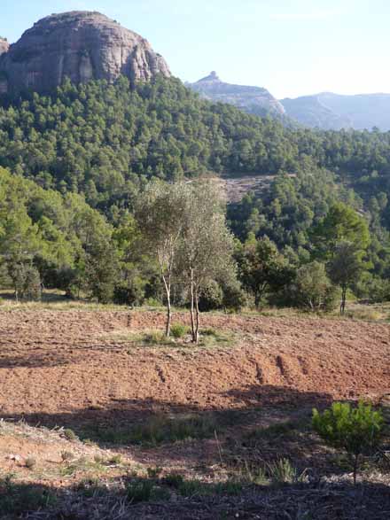 Conreus llaurats enmig de la massa boscosa. Desembre 2009