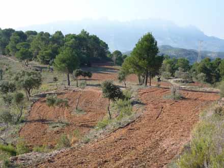 Estat final dels conreus després de la sembra. Desembre 2009