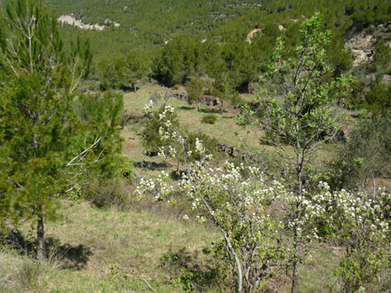 Estat de les feixes recuperades per a pastura. Maig 2009