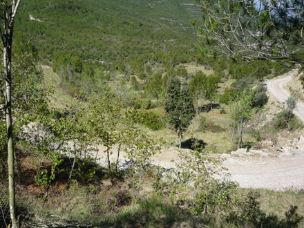 Espai obert recuperat, idoni també per a la prevenció d’incendis forestals (disminució del combustible prop de pistes). Maig 2009