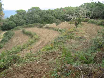 Recuperació de pastures a la Font de Sant Bartomeu. Octubre 2009