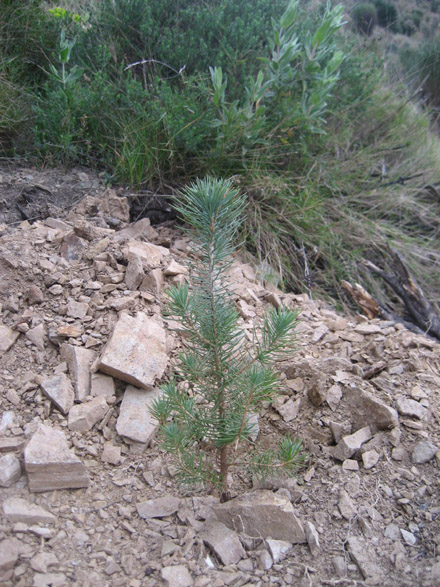 Pi pinyer plantat en el clot, amb presència d’abundant rocositat. Febrer 2009