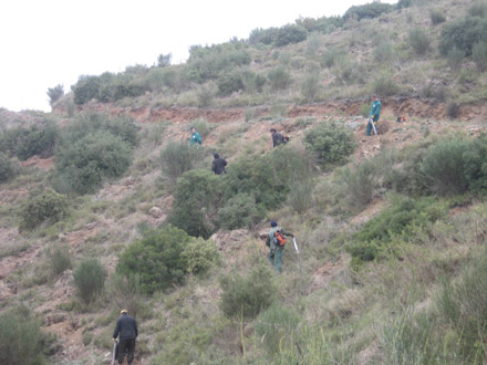 Plantació manual de pi pinyer. Febrer 2009