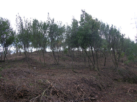 Realització de la selecció de tanys en zones amb regeneració natural d’alzina, roure i aladern. Novembre 2008