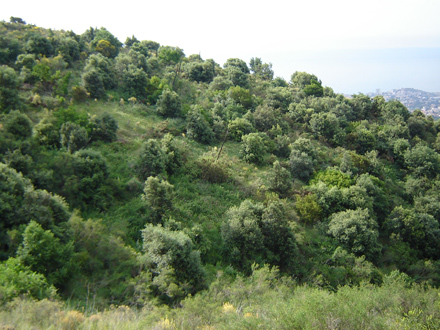 Zona amb regeneració natural d’alzina abans de fer els treballs de selecció de tanys. Juny 2009