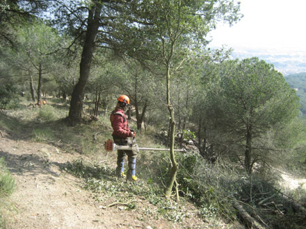 Eliminació de restes manuals a les vores dels camins principals. Febrer 2009