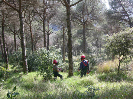 Aclarida sanitària, tallant els arbres morts per la secada i els escolítids a Cabrils. Febrer 2009