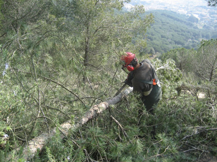 Aclarida de selecció i millora a Vilassar de Dalt. Detall del processat d’un arbre. Febrer 2009