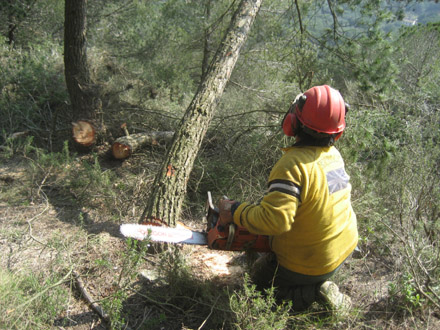 Aclarida de selecció i millora a Vilassar de Dalt. Detall de l’abatiment d’un arbre. Febrer 2009