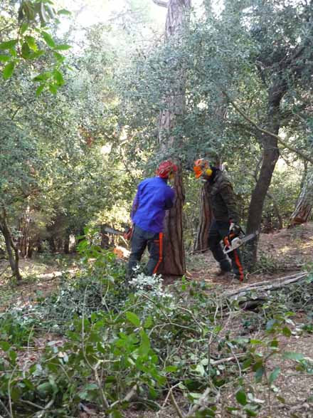 Creació de la franja amb la tallada i selecció d’arbres a deixar en peu. Desembre 2009