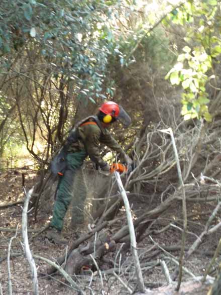 Operari forestal eliminant el sotabosc dens i continu de la franja. Desembre 2009