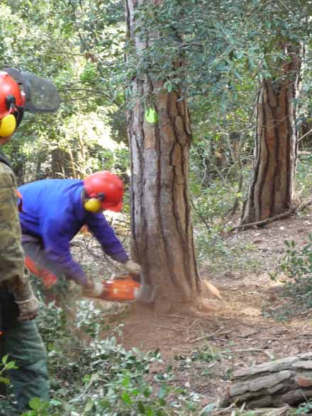 Tallada de pi pinyer per disminuir la densitat arbòria dins la franja. Desembre 2009