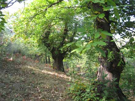 Arbres pares seleccionats d’on s’obtindran les estaques per empeltar en els tanys joves. Octubre 2009