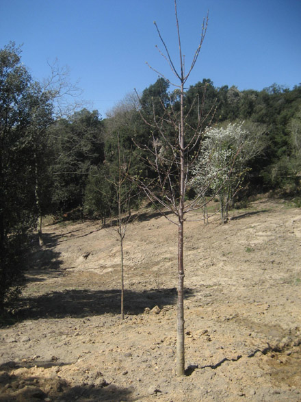 Plantació d’espècies arbòries i millora de l’entorn. Març 2009
