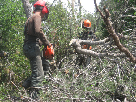 Operaris realitzant el processament dels arbres per a la seva retirada del bosc. Maig 2009