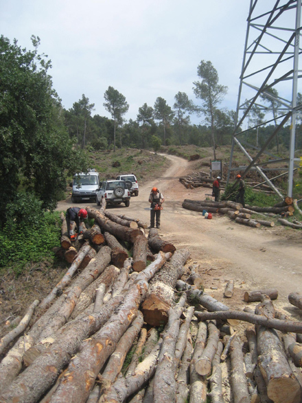 Piles de fusta extreta vora del camí per al seu transport final cap a la indústria. Maig 2009