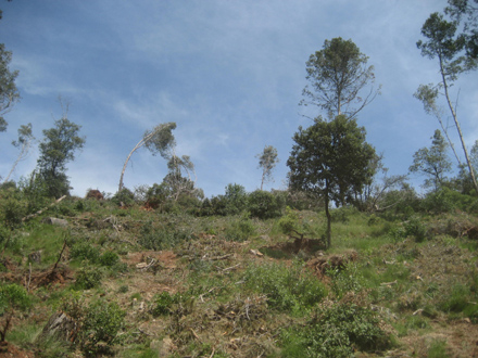 Aspecte del bosc després d’actuar sobre els arbres tombats. Maig 2009