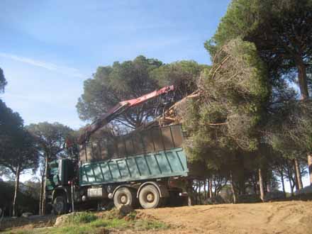 Desembosc i transport dels arbres amb camió. Maig 2010