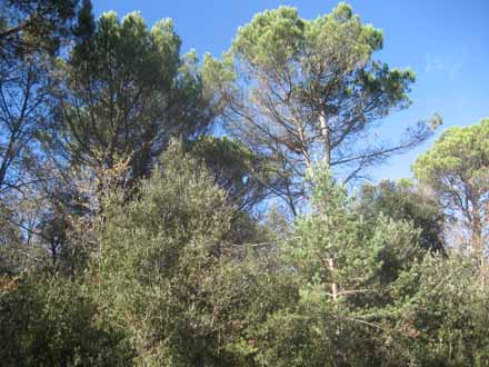 Estat del bosc abans de l’actuació. Desembre 2010