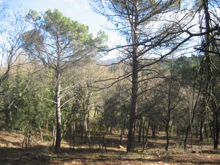 Estat del bosc després de l’aclarida de millora. Gener 2011