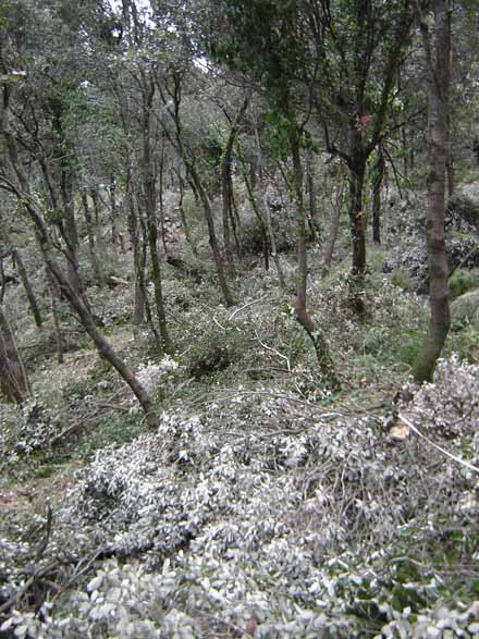 Estat dels alzinars després de les tallades de selecció. Novembre 2010