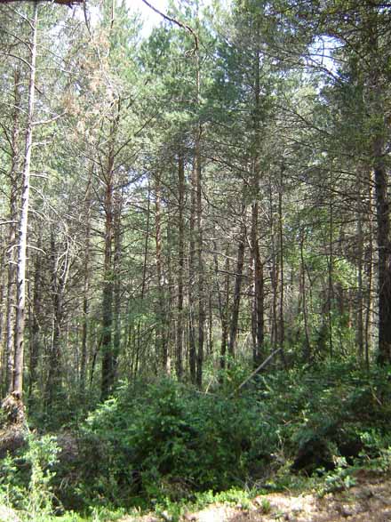 Estat de les pinedes de pinassa i pi roig abans de la realització dels treballs forestals. Maig 2011