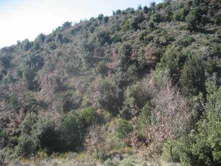 Bosc jove d’alzina i roure de regeneració post incendi. Gener 2011