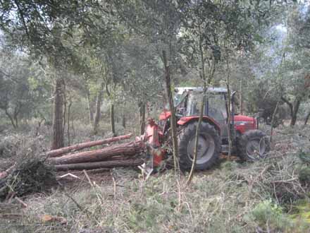 Desembosc de fusta de pi amb tractor i cabrestany. Març 2011