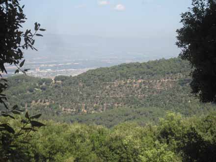 Vista general del bosc de baixa combustibilitat. Juny 2011