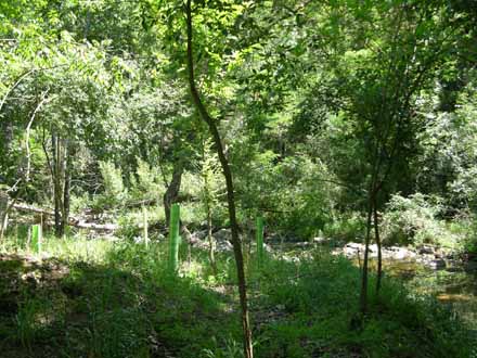 Plantació de ribera (vall de Fuirosos). Maig 2011