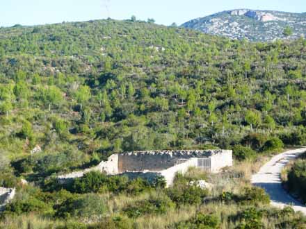 Aclarida de pi blanc a la finca de Mas Vendrell. Maig 2011