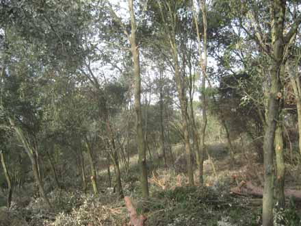 Transformació del bosc mixt a un bosc jove d’alzina. Gener 2012