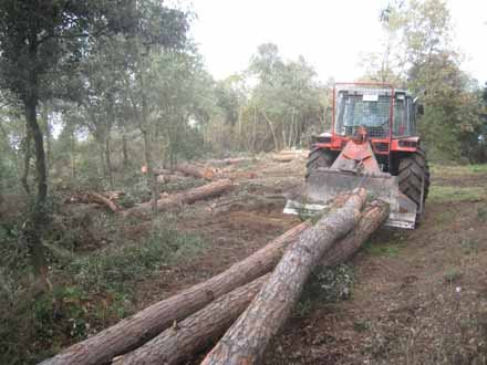 Desembosc de la fusta de pi amb tractor i cabrestany. Desembre 2011