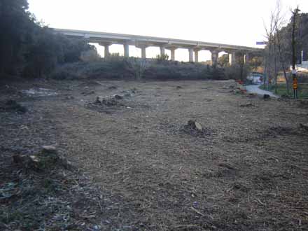 Recuperació de plantació de pollancres com a pastura al fons de vall de la Riera de Pineda. Febrer 2012