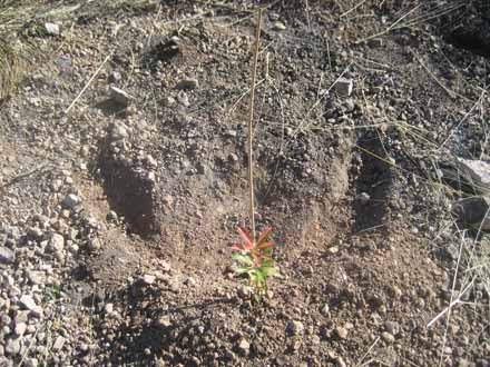 Detall de llentiscle plantat amb microconca receptora per a la captació d’aigua. Febrer 2012