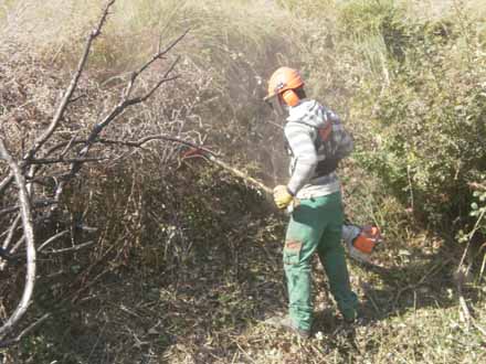 Treballs d’estassada selectiva en zones properes al torrent. Febrer 2012