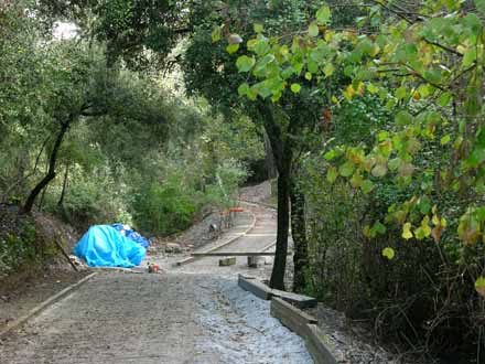 Aspecte general del camí del fondal. Octubre 2011