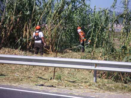 Eliminació de canya a la pluvial P17 de Viladecans. Octubre 2011