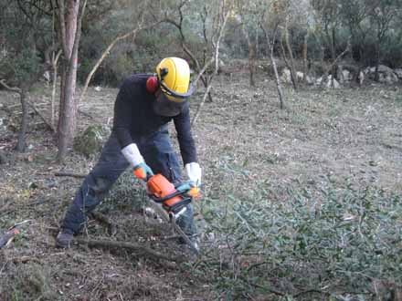 Treballs de selecció de rebrots d’alzina i eliminació de restes amb motoserra. Desembre 2012