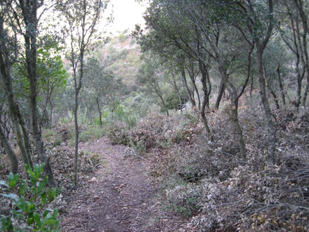 Treballs de millora forestal en alzinar procedent de regeneració natural després d’un incendi forestal. Març 2014