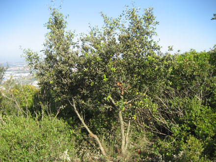 Selecció de rebrots i poda baixa en alzina jove procedent de regeneració natural. Maig 2013