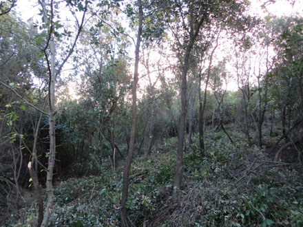 Estat final del bosc jove d’alzina i roure després dels treballs de millora. Novembre 2013