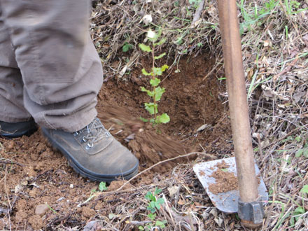 Plantació complementària amb espècies autòctones per a la recuperació del paisatge. Febrer 2014